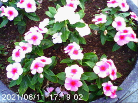 210607_cdc_25_960