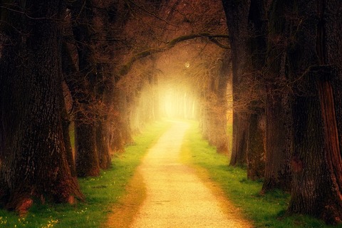 tree-3094982_1280